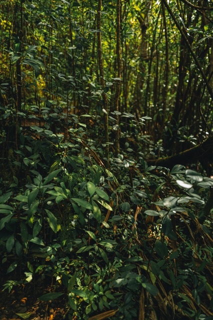 Oahu photograph