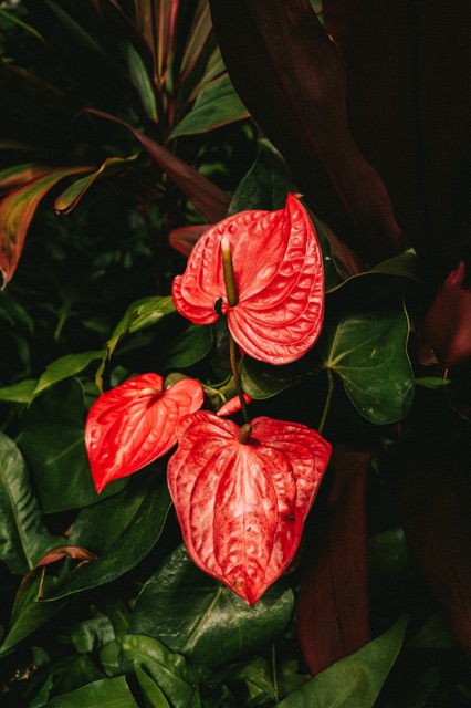 Oahu photograph