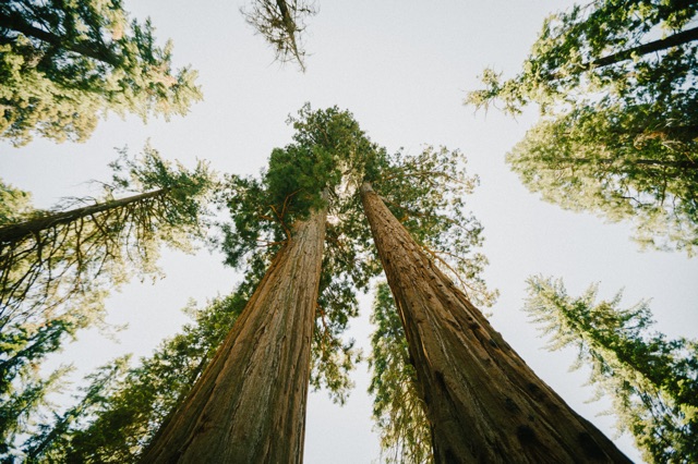 Sequoia photograph