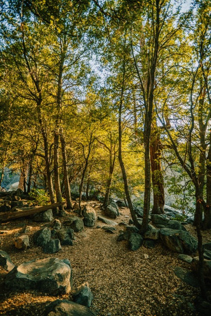 Sequoia photograph
