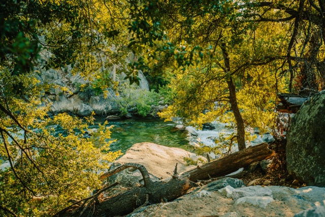 Sequoia photograph