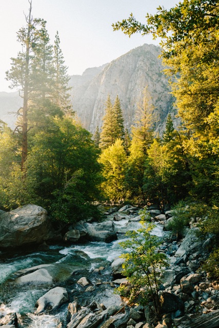 Sequoia photograph