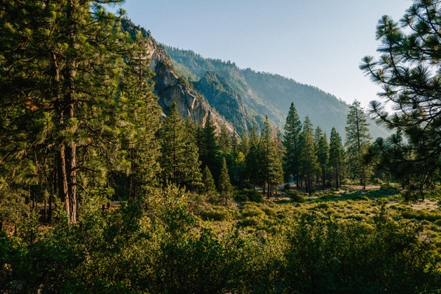Sequoia photograph
