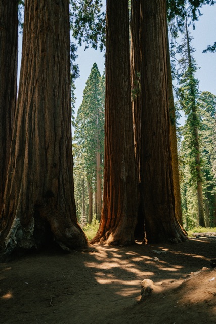 Sequoia photograph